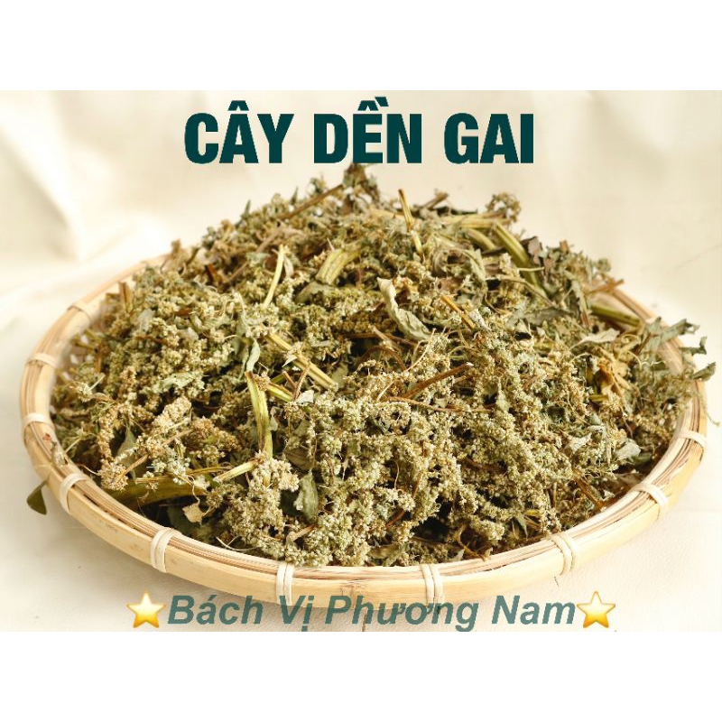 Cây Dền Gai Khô 1kg- Bách Vị Phương Nam