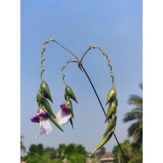 N&T - hồng hạc thân đỏ thủy sinh bán cạn lọc nước (1 thân rễ trần, cắt lá)