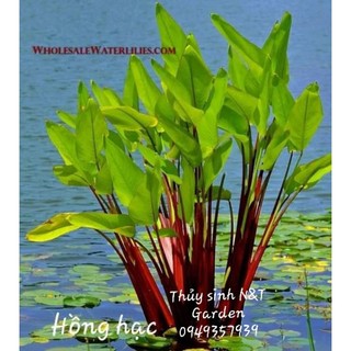 Hồng hạc thân đỏ