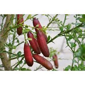 Cây giống chanh trứng chanh ngón tay