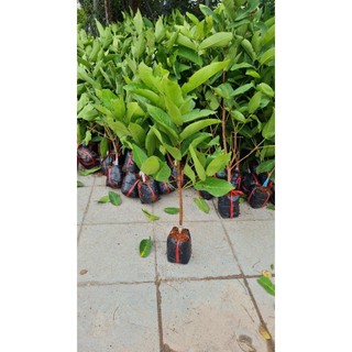 cây giống roi mận đỏ an phước(mua 10 tặng 1)