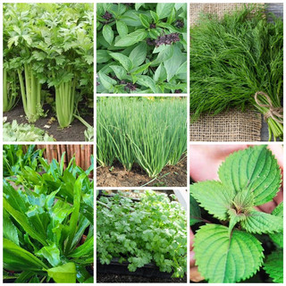 Combo 8 gói loại rau gia vị cần tây, rau quế, ngò gai, ngò rí, hành lá, kinh giới , thì là, húng chanh