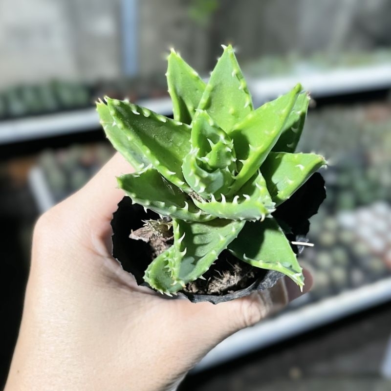 Sen đá hàm cá mập size 5-7cm - bao hư hỏng