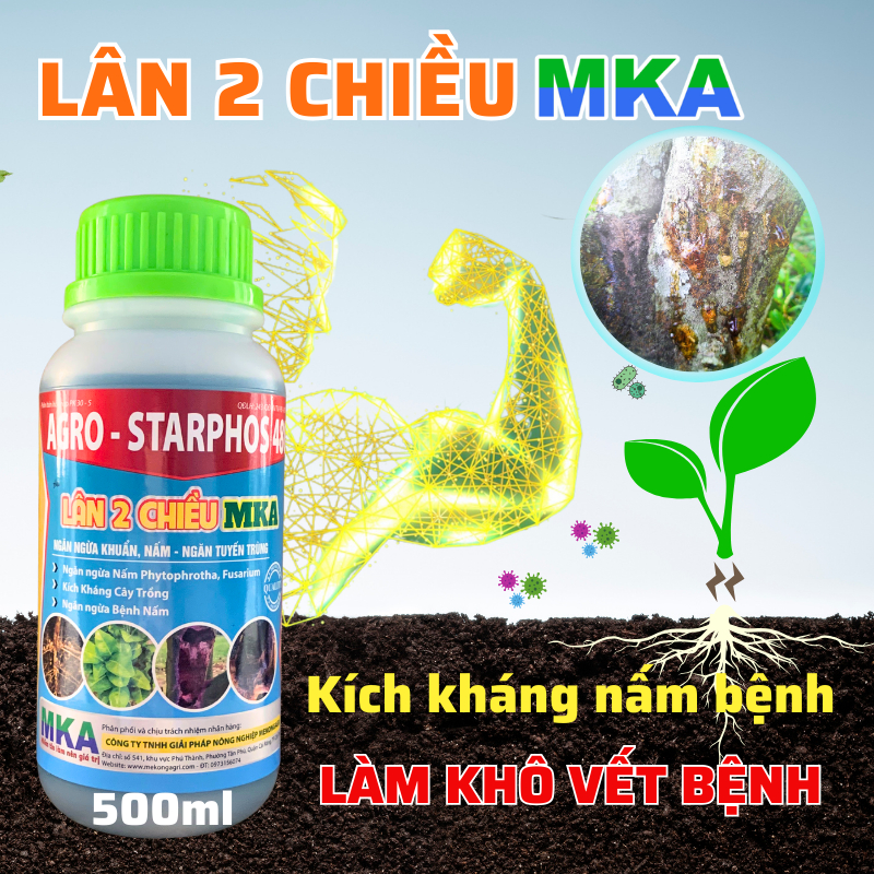 Lân 2 chiều MKA kích kháng bảo vệ rễ, phòng phytopthora vàng lá thối rễ