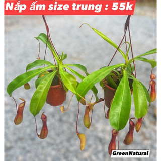 Cây Nắp Ấm Ventrata treo trang trí ban công
