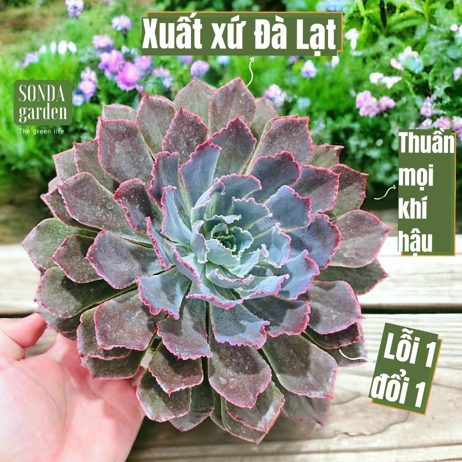  Sen đá bắp cải aurora purple SONDA GARDEN size đại 20cm cây cảnh trang trí nhà cửa lỗi 1 đổi 1 