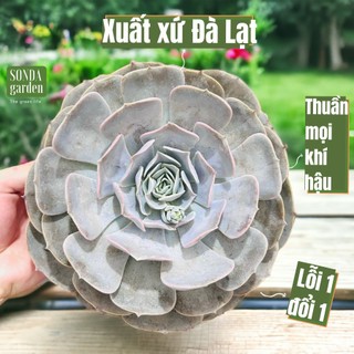 Sen đá đất hồng sonda garden size đại 20cm, cây cảnh trang trí nhà cửa, lỗi 1 đổi 1