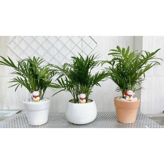Chậu cây cau tiểu trâm có 2 size nhỏ cao 15cm và nhỡ 25cm để bàn làm việc xinh xinh