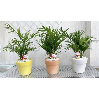 Chậu cây cau tiểu trâm có 2 size nhỏ cao 15cm và nhỡ 25cm để bàn làm việc xinh xinh