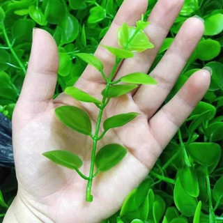 Cỏ điểm táo túi 100gram