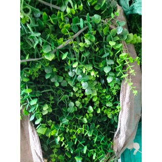 Cỏ táo tim túi 100gram