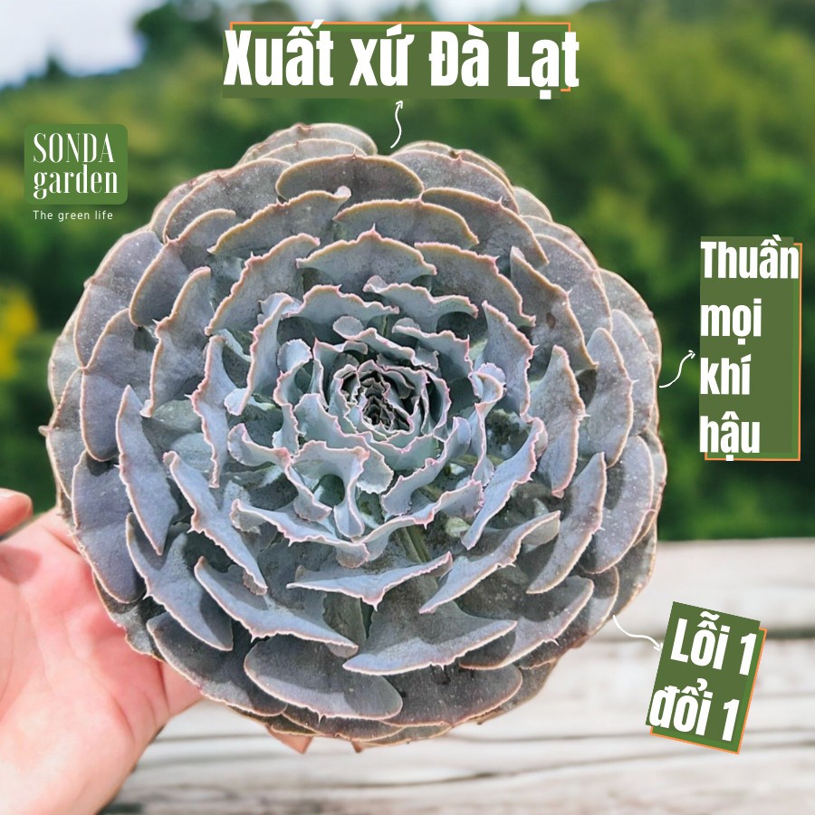 Sen đá bắp cải light purple SONDA GARDEN size đại 20cm, cây cảnh trang trí nhà cửa, lỗi 1 đổi 1