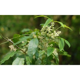 10 hom giống cây ba chạc