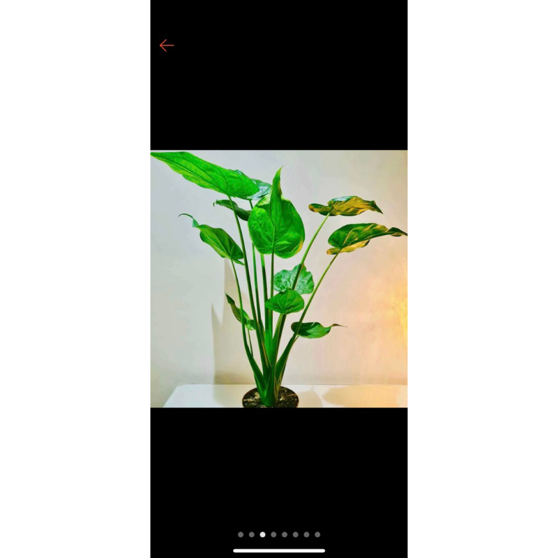 Củ môn tay phật