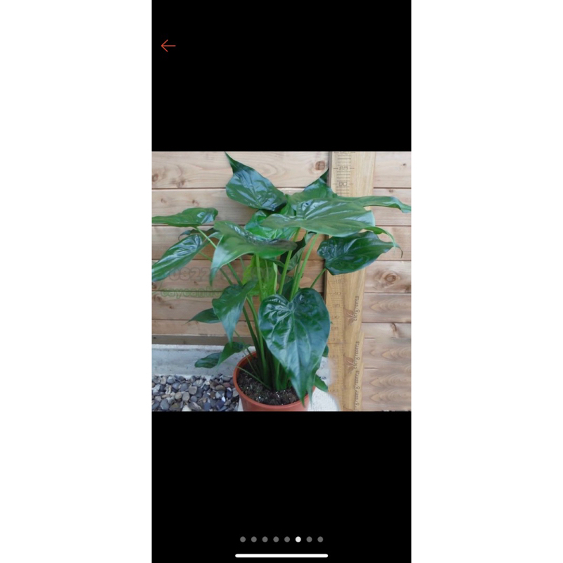 Củ môn tay phật