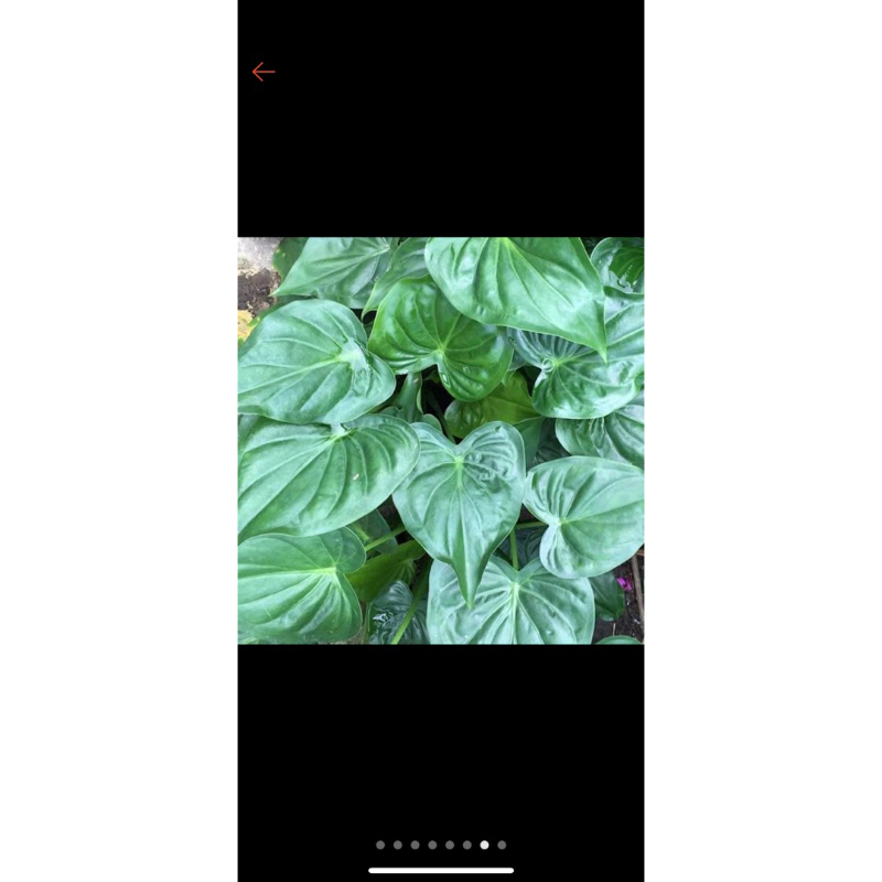 Củ môn tay phật