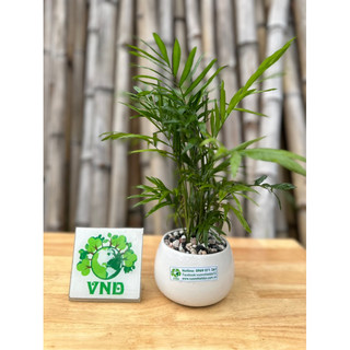 Chậu Sứ Cao Tiểu Trâm để bàn