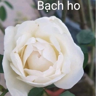 Hoa hồng Bạch ho thơm nức nở