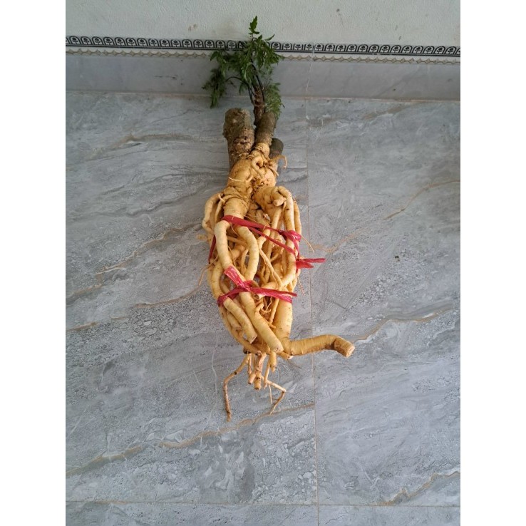 ĐINH LĂNG LÁ NẾP TRỒNG TỰ NHIÊN, CÂY LÂU NĂM, NGUYÊN CỦ, RỄ CHUẨN ĐẤT THỊT VEN ĐÊ SÔNG NINH CƠ