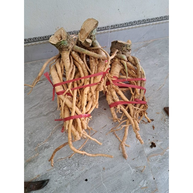 ĐINH LĂNG LÁ NẾP TRỒNG TỰ NHIÊN, CÂY LÂU NĂM, NGUYÊN CỦ, RỄ CHUẨN ĐẤT THỊT VEN ĐÊ SÔNG NINH CƠ