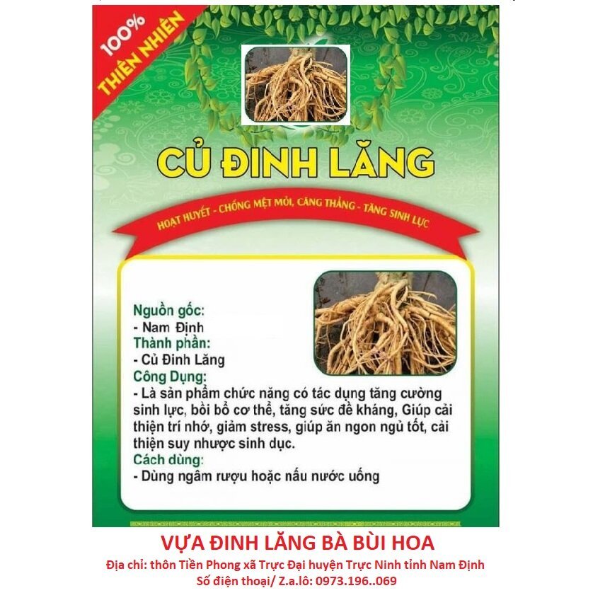 ĐINH LĂNG LÁ NẾP TRỒNG TỰ NHIÊN, CÂY LÂU NĂM, NGUYÊN CỦ, RỄ CHUẨN ĐẤT THỊT VEN ĐÊ SÔNG NINH CƠ