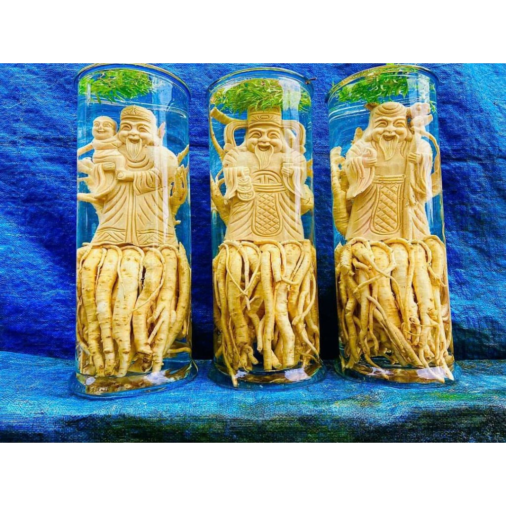 ĐINH LĂNG LÁ NẾP TRỒNG TỰ NHIÊN, CÂY LÂU NĂM, NGUYÊN CỦ, RỄ CHUẨN ĐẤT THỊT VEN ĐÊ SÔNG NINH CƠ