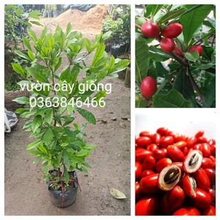Cây thần kỳ chuẩn bị ra hoa và đang hoa