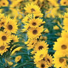 Hạt giống Hoa Hướng Dương Tháp siêu bông, dễ chăm, trồng quanh năm - Hạt giống Rạng Đông