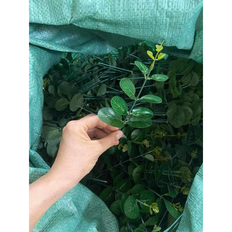 100g lá táo hàng đẹp chuẩn như hình