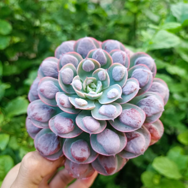 Sale 50%- Sen Đá Giọt Nước Hồng Tròn rất đẹp.😍