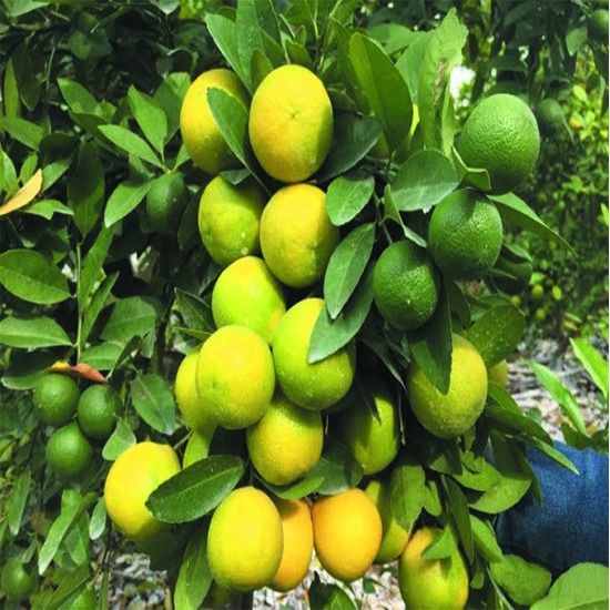 CÂY CHANH VÀNG MỸ LÙN SIÊU QUẢ