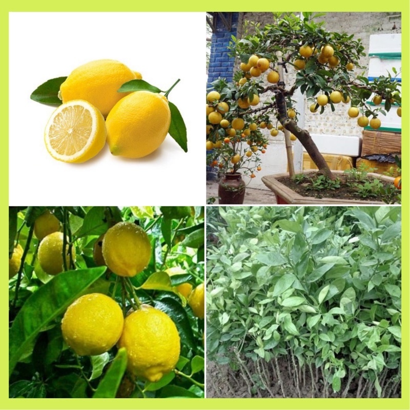 CÂY CHANH VÀNG MỸ LÙN SIÊU QUẢ