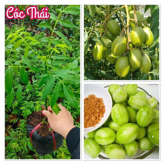 Cây cóc thái lùn siêu trái cây cao tu 50-60cm -tặng kèm phân bón cho cây mau lớn