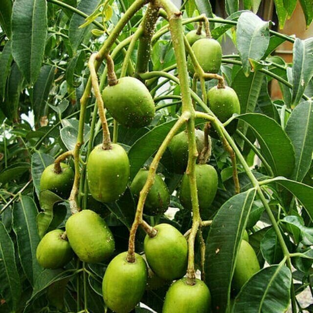 CÂY CÓC THÁI LÙN SIÊU TRÁI CÂY CAO TU 50-60CM  -TẶNG KÈM PHÂN BÓN CHO CÂY MAU LỚN