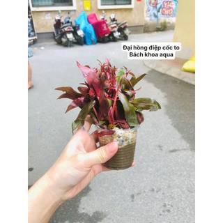Cây cắt cắm - Đại Hồng Điệp