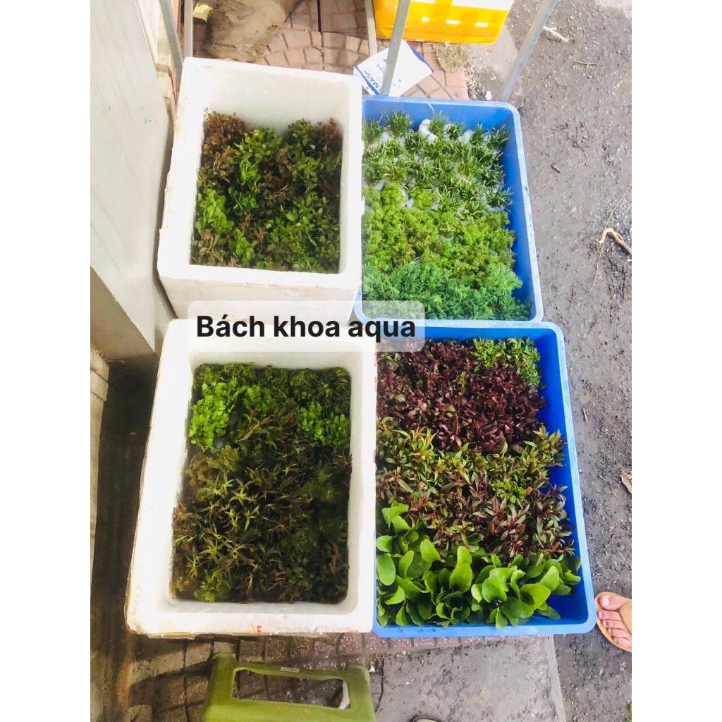 Cây cắt cắm - Huyết Tâm Lan mini