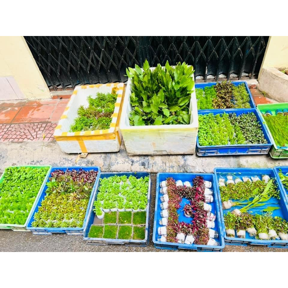 Cây thủy sinh - Tân Đế cho bể thủy sinh