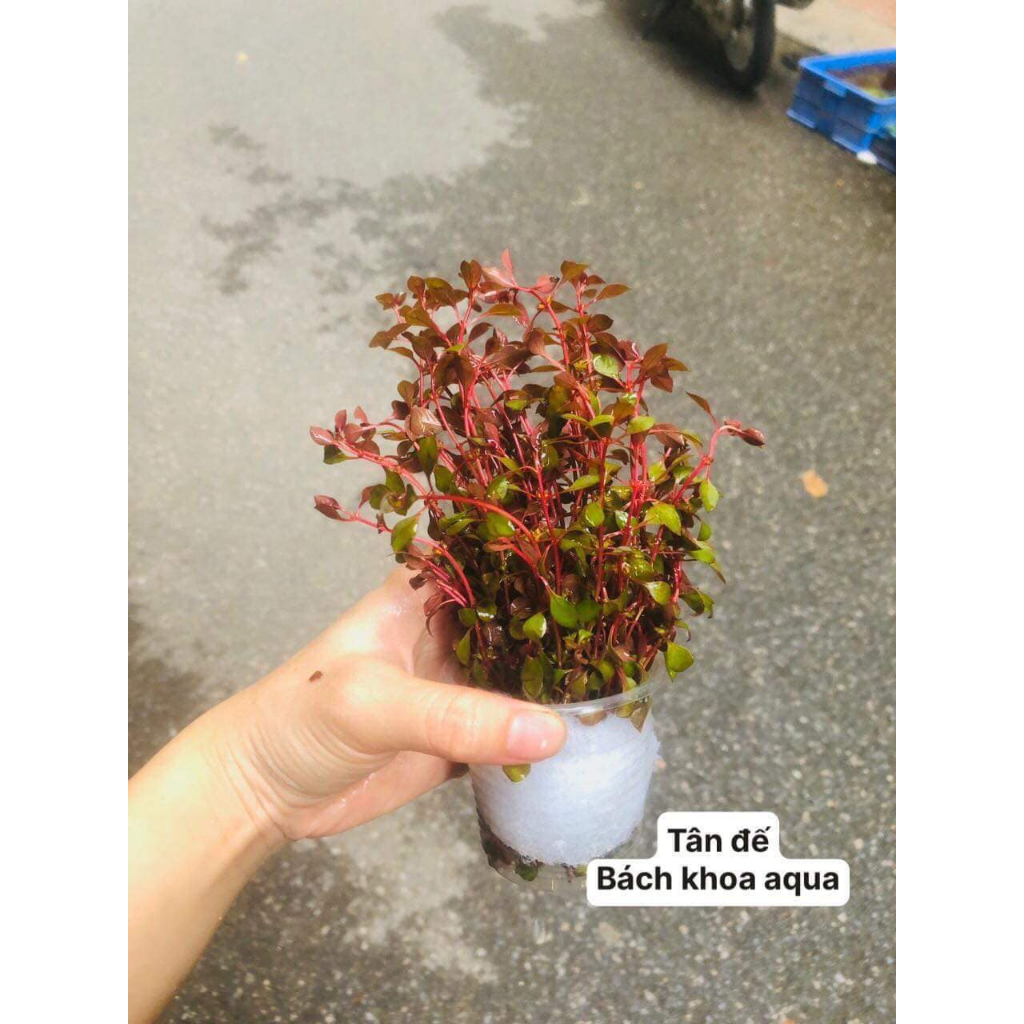 Cây thủy sinh - Tân Đế cho bể thủy sinh