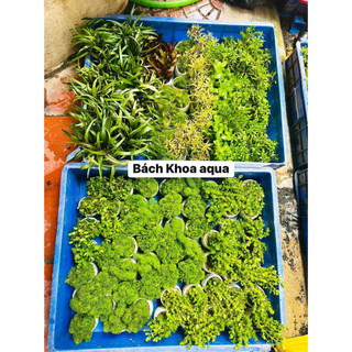 Cây cắt cắm - Vảy ốc Hồng