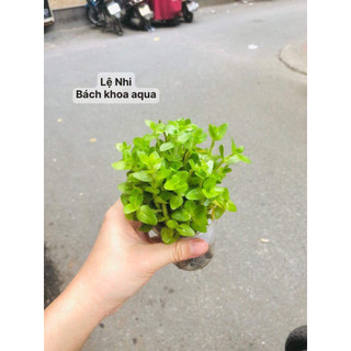 Cây cắt cắm - Lệ Nhi