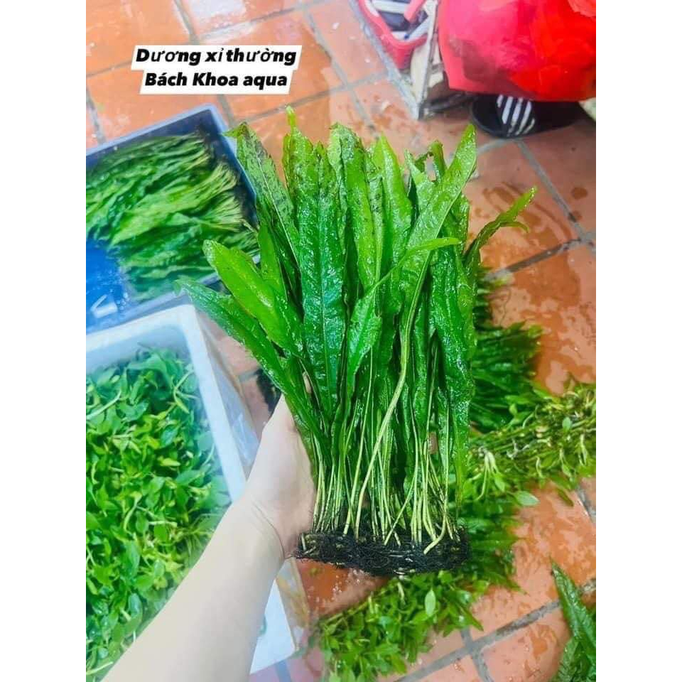 Cây Dương Xỉ Thường