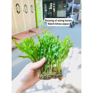 Cây Dương Xỉ sừng hươu