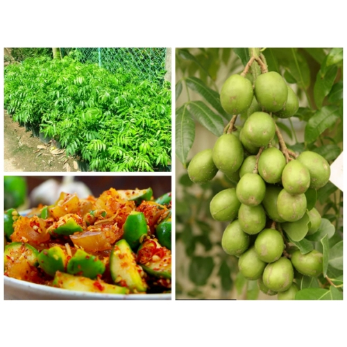 CÂY CÓC THÁI LÙN SIÊU TRÁI CÂY CAO TU 50-60CM  -TẶNG KÈM PHÂN BÓN CHO CÂY MAU LỚN