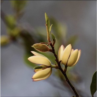 Cây Giống Lan tiêu (Hoa Hàm Tiếu) Bầu Bát( ảnh thât như hinh 2)