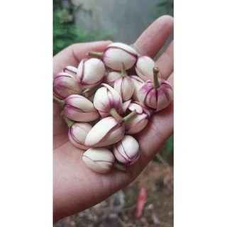 Cây Giống Lan tiêu (Hoa Hàm Tiếu) Bầu Bát( ảnh thât như hinh 2)