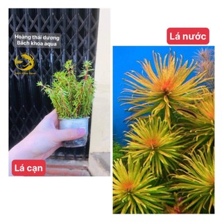 Cây thủy sinh - Hoàng Thái Dương