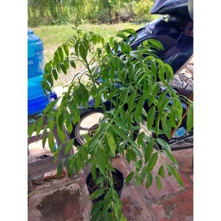 Cây giống cóc thái