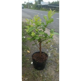Cây giống ổi lê, nữ hoàng
