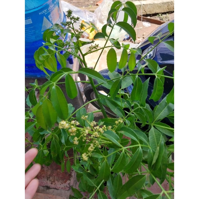 Cây giống cóc thái