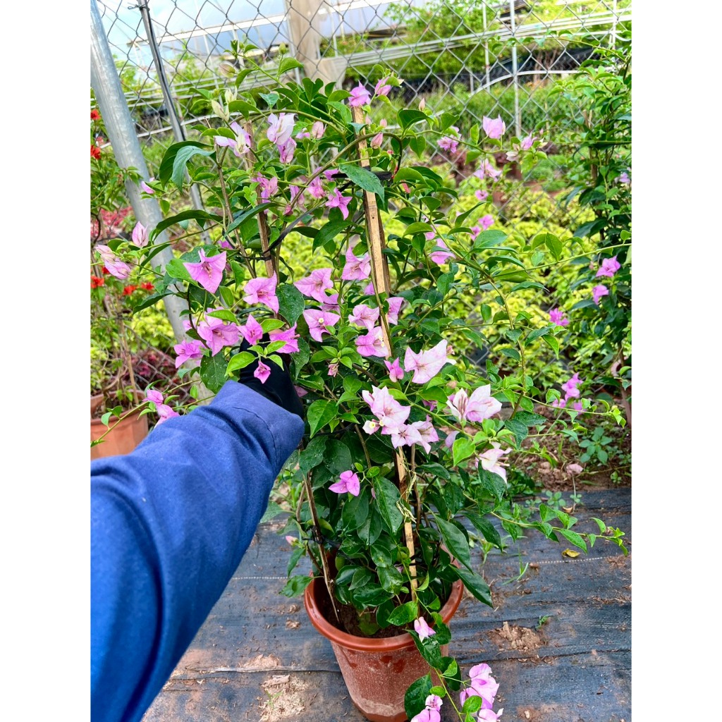 Cây hoa giấy tím tuyết đang hoa cao 80-1m